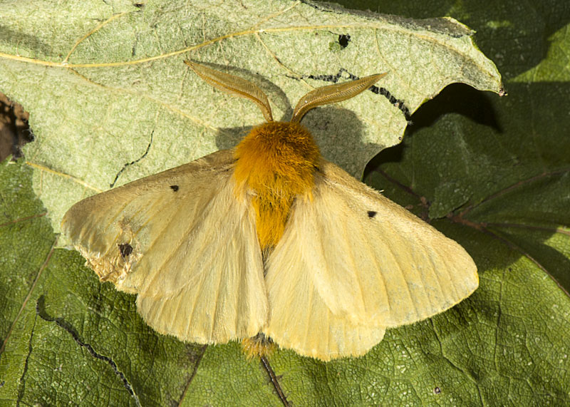 Lemonia taraxaci - Brahmaeidae